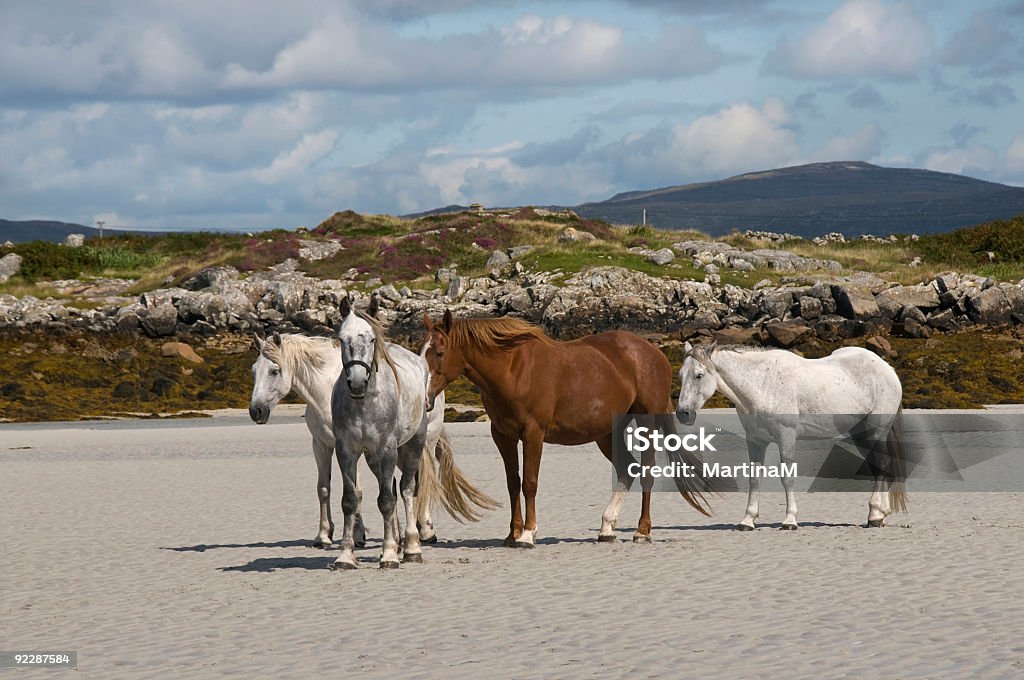 Cavalos em uma praia de areia - Royalty-free Branco Foto de stock