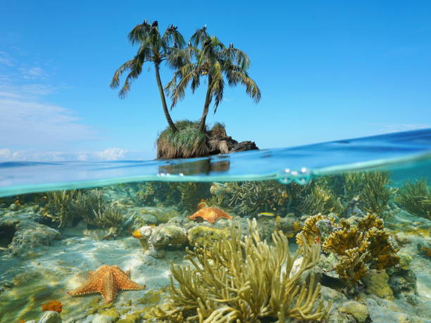 istock Coconut tree islet and coral starfish underwater 922875904