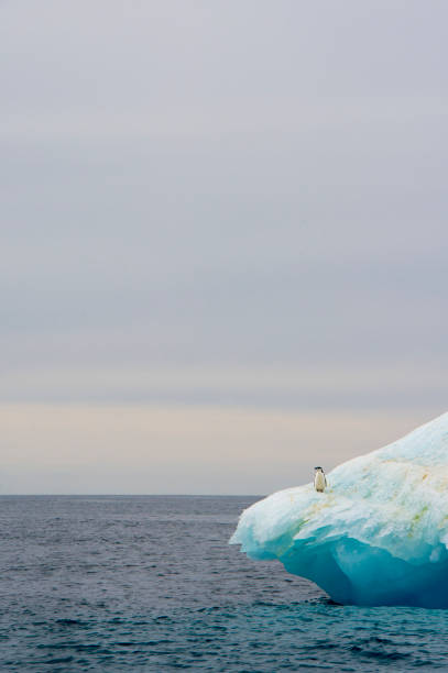 kinnriemen pinguin auf eisberg in der antarktis - penguin chinstrap penguin antarctic peninsula ice floe stock-fotos und bilder