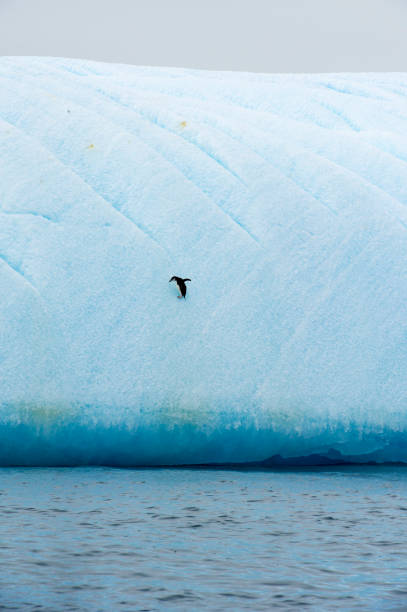 kinnriemen pinguin auf eisberg in der antarktis - penguin chinstrap penguin antarctic peninsula ice floe stock-fotos und bilder