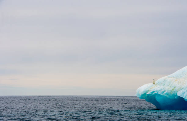 kinnriemen pinguin auf eisberg in der antarktis - penguin chinstrap penguin antarctic peninsula ice floe stock-fotos und bilder