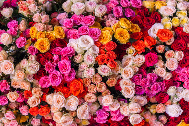 istock Many small buds of colorful roses. 922876440
