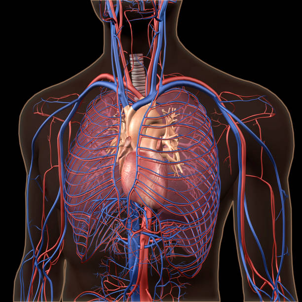 Interior View of Human Chest, Heart, Lungs, Arteries, Veins Anatomy CG image of human anatomy, showing the neck and chest area, heart, lungs, major arteries and veins isolated on black background. chest torso photos stock pictures, royalty-free photos & images