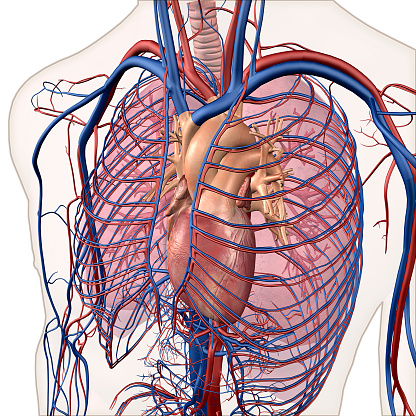 Illustration of Male heart anatomy