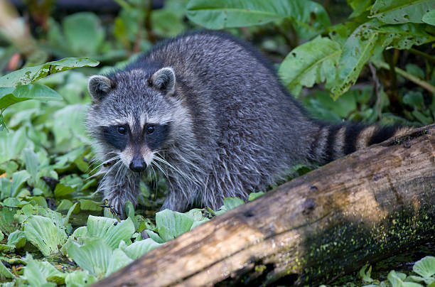 istock raccoon in a wonderful natural setting 92287874
