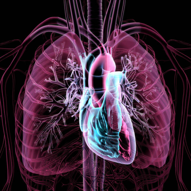 Transparent X-ray View of Human Chest, Heart, Lungs, Arteries, Veins Anatomy stock photo