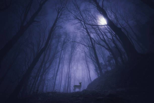 istock Deer animal in night forest trees nature moon fog 922879696