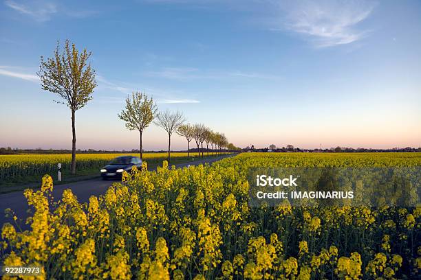 Rapsfeld Und Bäume Stockfoto und mehr Bilder von Agrarbetrieb - Agrarbetrieb, Auto, Baum