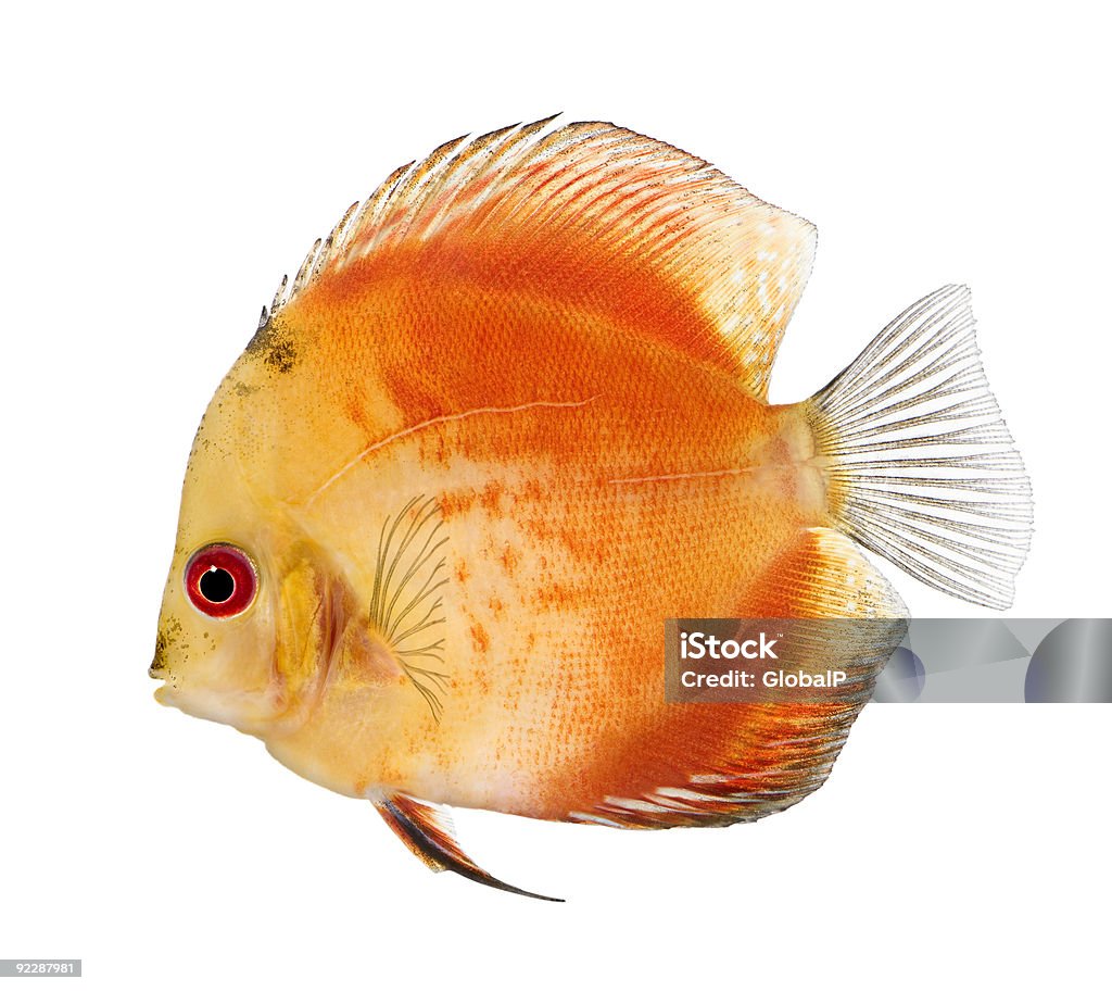 Fire Red Discus (fish) - Symphysodon aequifasciatus  Animal Stock Photo