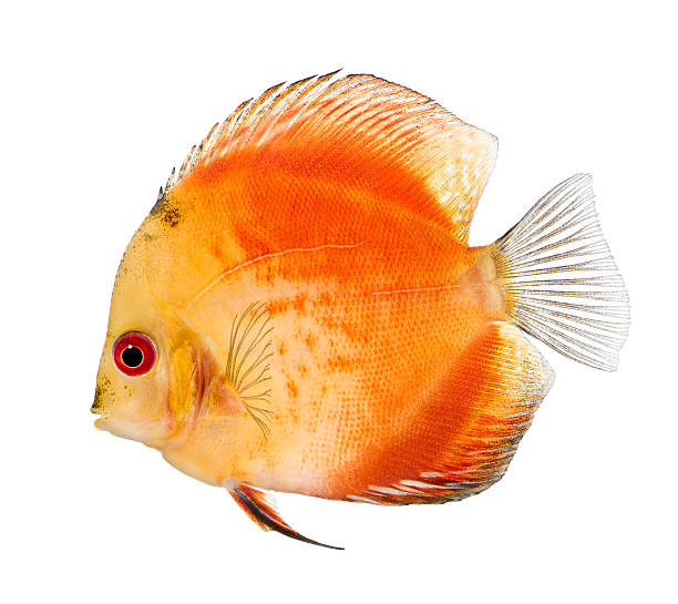 Fire Red Discus (fish) - Symphysodon aequifasciatus  symphysodon aequifasciatus stock pictures, royalty-free photos & images