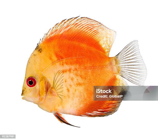 Fire Red Discus Symphysodon Aequifasciatus Stock Photo - Download Image Now