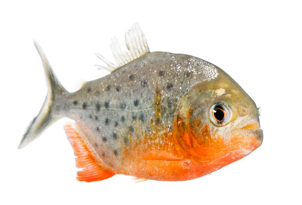 Piranha - Serrasalmus nattereri  silver piranha fish stock pictures, royalty-free photos & images