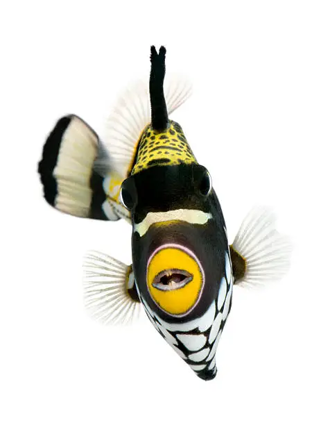 Photo of Balistoides Conspicillum. Clown triggerfish on white