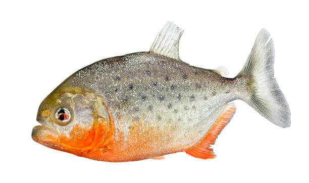 Piranha - Serrasalmus nattereri  silver piranha fish stock pictures, royalty-free photos & images