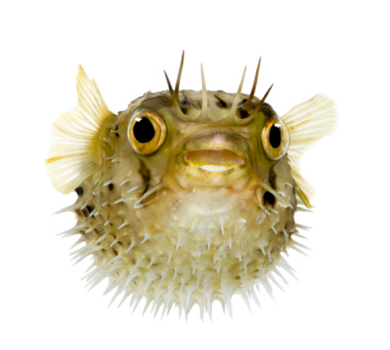 Smiling puffer fish