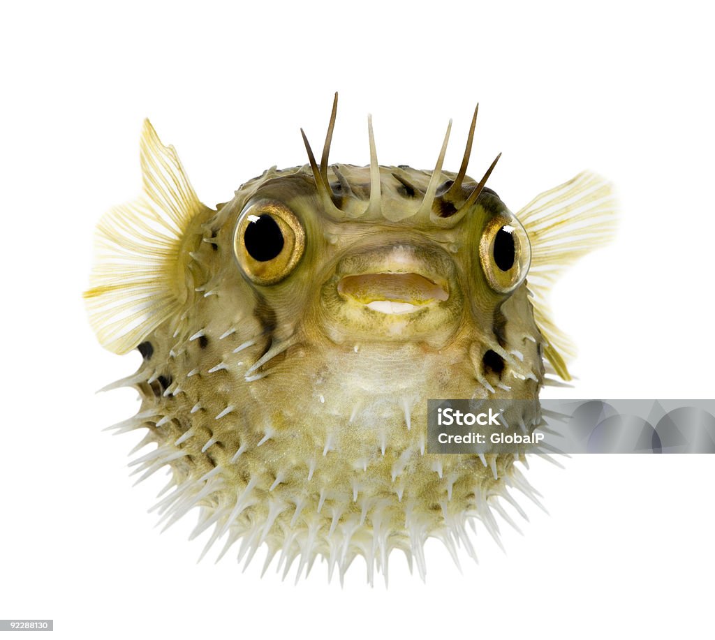 Long-spine porcupinefish - Diodon holocanthus  Puffer Fish Stock Photo