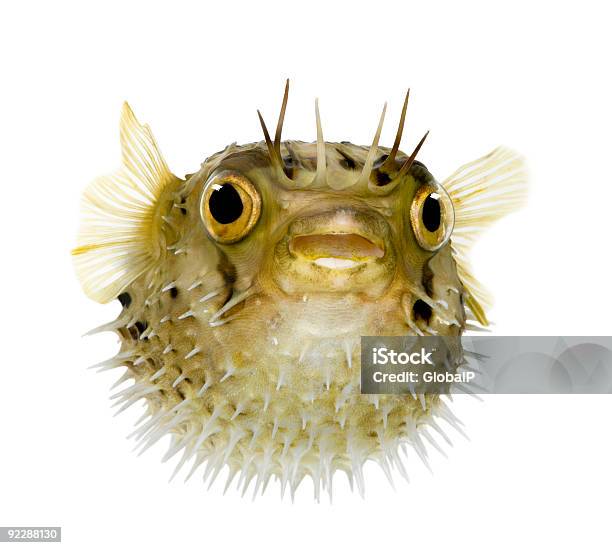 Longspine Porcupinefish Diodon Holocanthus Stock Photo - Download Image Now - Puffer Fish, Fish, White Background