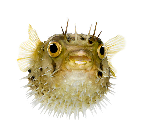 long-espinha porcupinefish-diodon holocanthus - porcupinefish imagens e fotografias de stock