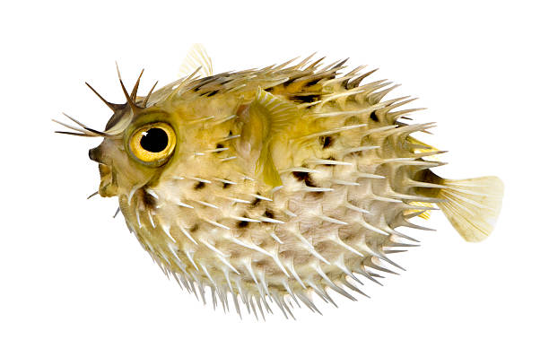 colonna vertebrale porcupinefish lungo - porcupinefish foto e immagini stock