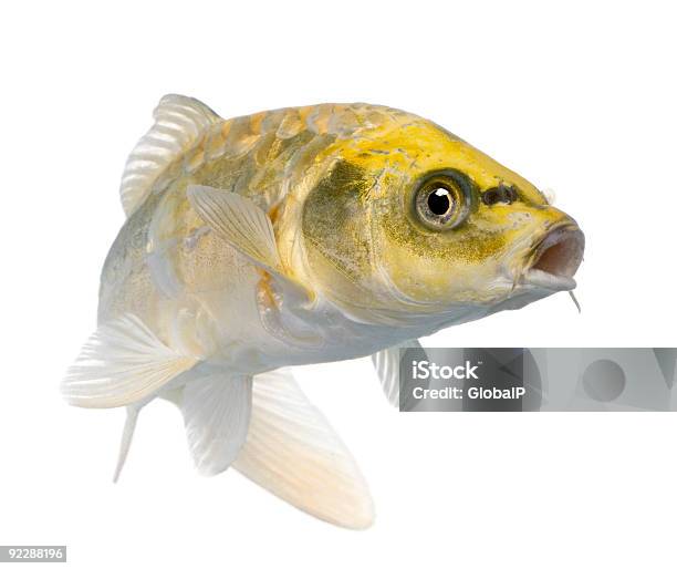 Yellow Koi Ogon Cyprinus Carpio Stock Photo - Download Image Now - Fish, Koi Carp, Mouth Open