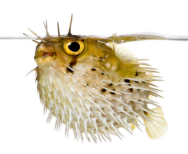 long-espinha porcupinefish também sabemos como cão-diodon baiacu-de-espinho - porcupinefish imagens e fotografias de stock