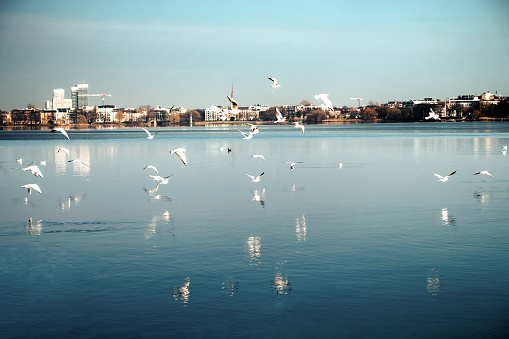 Seagulls flying over the alster lake Hamburg