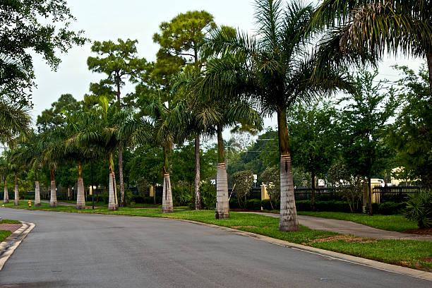 istock street of palms 92288422