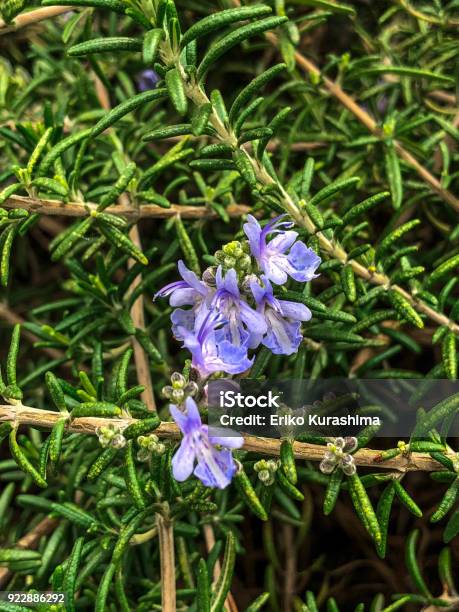 Rosmarin Stockfoto und mehr Bilder von Blatt - Pflanzenbestandteile - Blatt - Pflanzenbestandteile, Blau, Blume