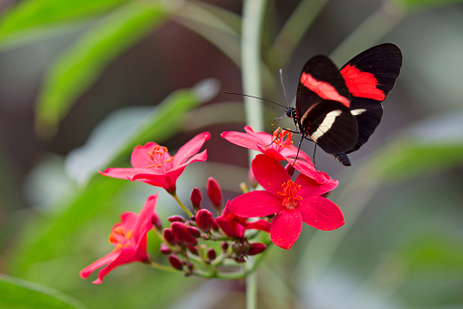 Common postman red butterfly on red flowers