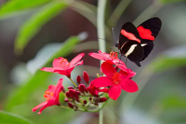 Photo of Postman butterfly