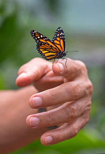 Closeup of man's hand with a Monarch butterfly on it
