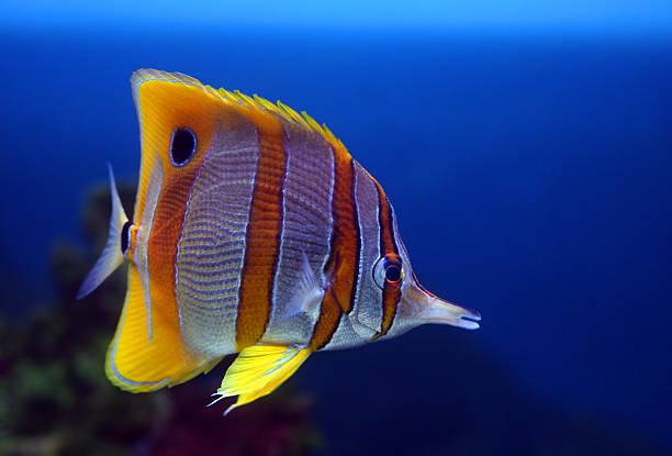 istock Aquarium fish, Sixspine butterfly-fish 92288863