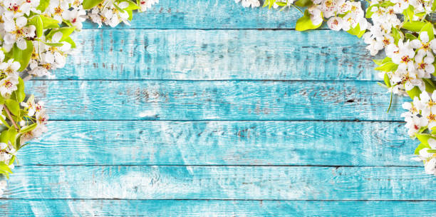 istock Blooming cherry blossoms with old wooden planks. 922890572