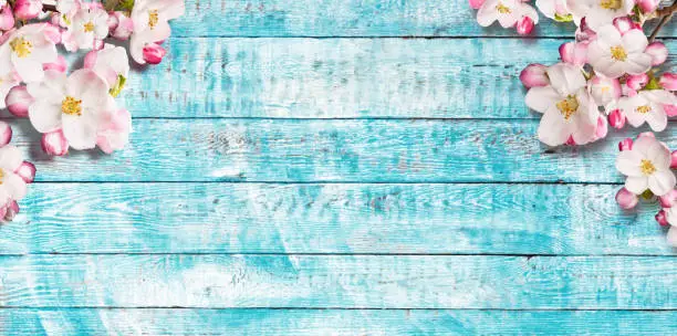 Blooming cherry blossoms with old wooden planks. Spring background with copyspace.