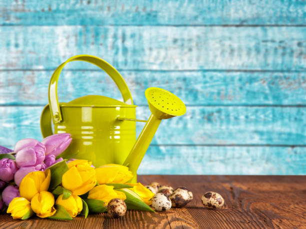 istock Bouquet of colored tulips with watering can 922890978