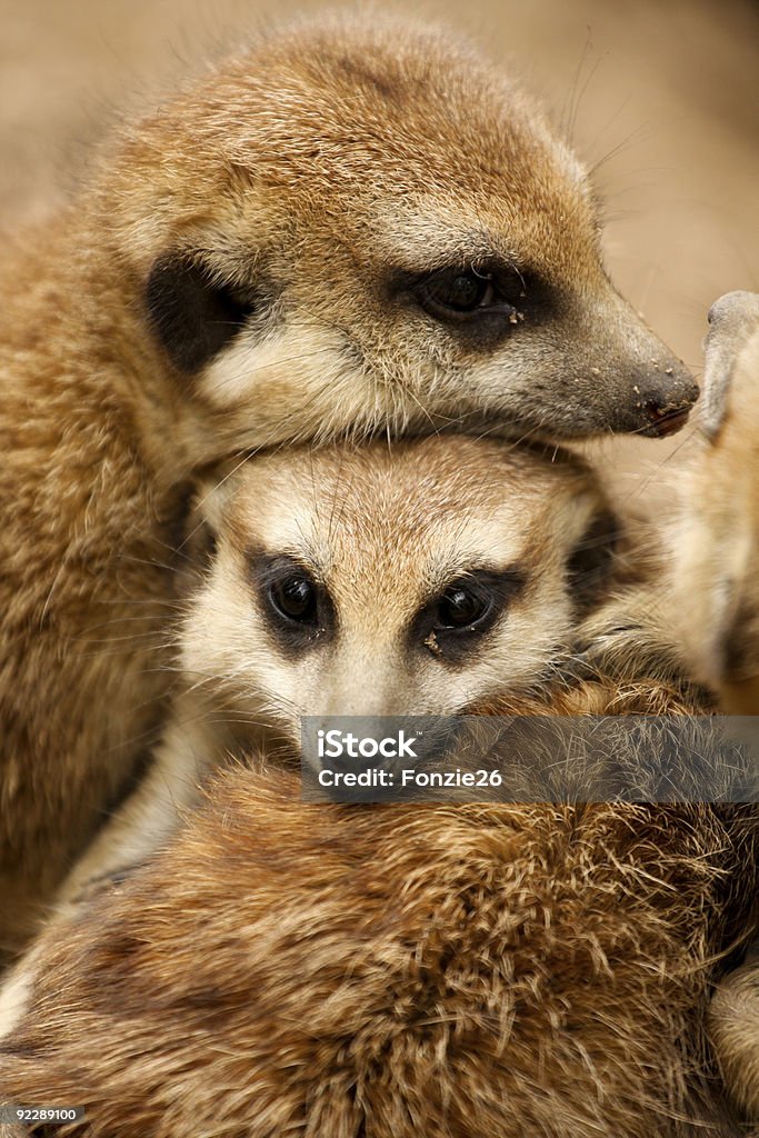 Meerkat Family Stock Photo - Download Image Now - Animal, Animal Family,  Color Image - iStock
