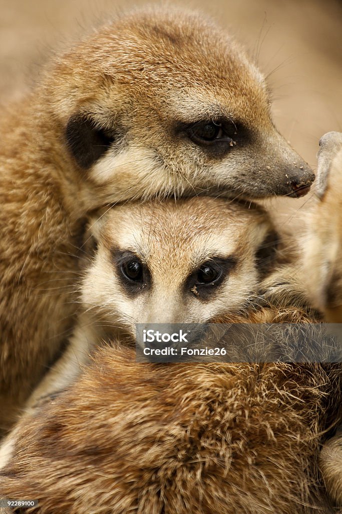 Meerkat Family Stock Photo - Download Image Now - Animal, Animal Family, Color Image - iStock Meerkat Family Stock Photo - Download Image Now - Animal, Animal Family, Color Image - iStock