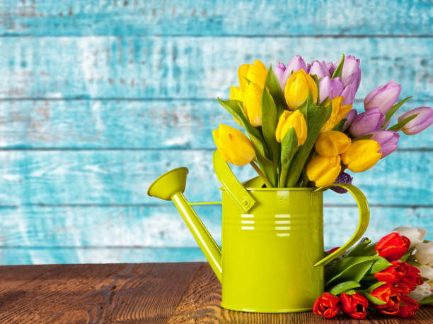 istock Bouquet of colored tulips with watering can 922891076