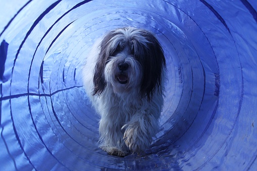 pon dog is running in the agility tunnel
