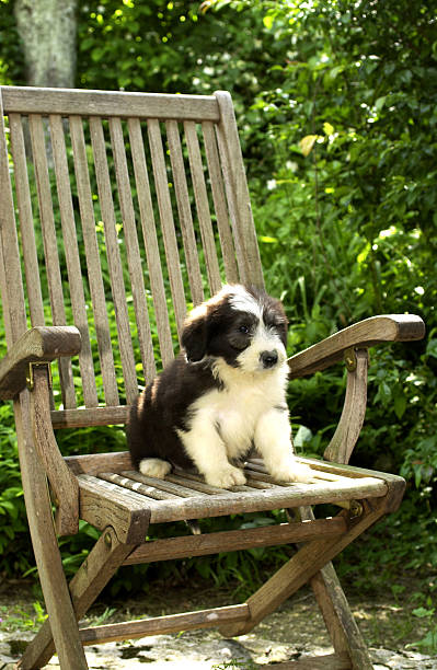 istock Puppy on a chair 92289197
