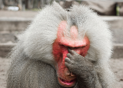 The monkey kept grabbing away at the food.\nVisitors to the food, monkey can catch.\nThis is a wild macaque population,They live in the hills and  woods of Guilin,It already has more than 44 years.\nBecause people's care and love,The wild population is growing.