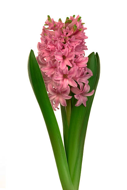 istock Beautiful pink flower 92289315