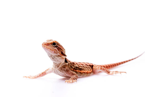 istock Red Bearded Dragon babies on isolated white background 922893562