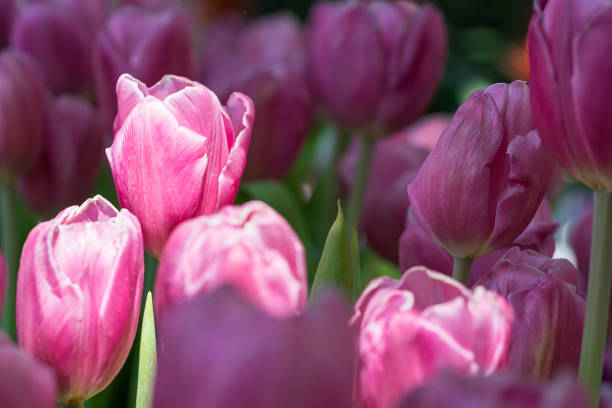 istock Pink tulips in the garden 922897680