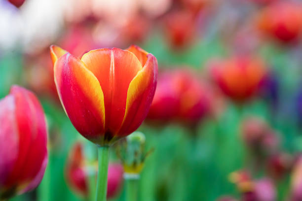 istock Red tulips in the garden 922897712