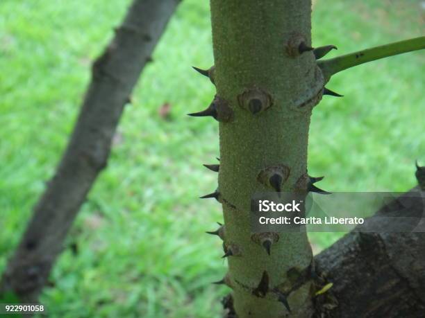 Stem Or trunk Of Sappanwood Stock Photo - Download Image Now - Autotroph, Biology, Botany