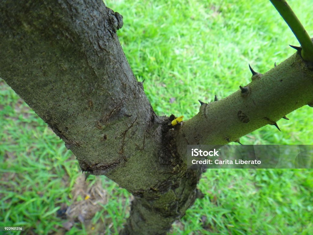 Stem or trunk of sappanwood Caesalpinia sappan is a species of flowering tree in the legume family, Fabaceae, that is native to Southeast Asia. Autotroph Stock Photo