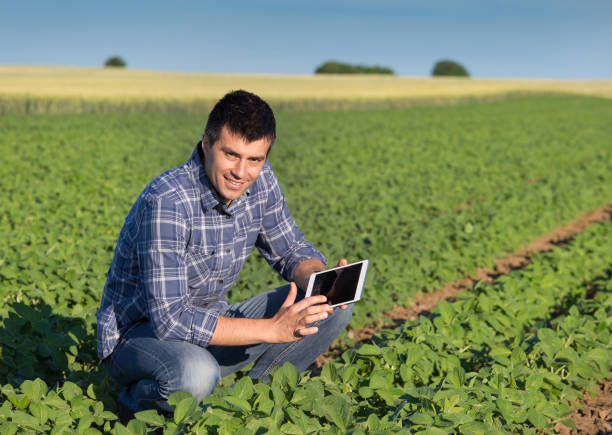 istock Agronomist squatting in soybean field with tablet 922901738