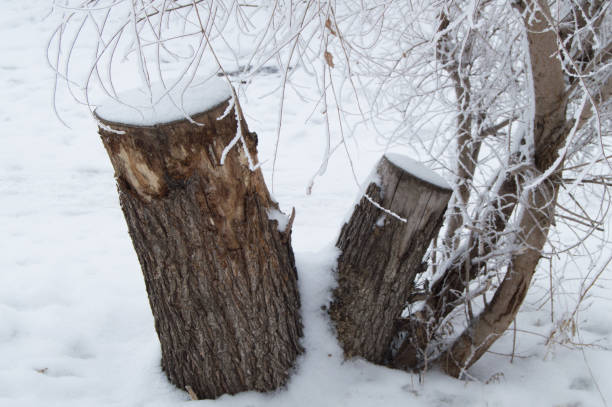 istock Old tree stump covered with snow in winter forest, Park on a cold day 922902402