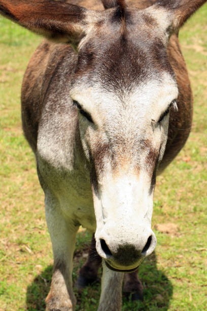 istock Herd of donkeys 922905786
